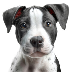 Charming pitbull puppy with captivating eyes brings joy and cuteness against a transparent background for all to admire