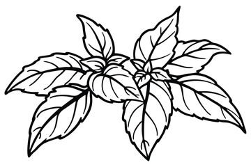 Thai Basil Vegetable Vector Illustration Isolated on White Background

