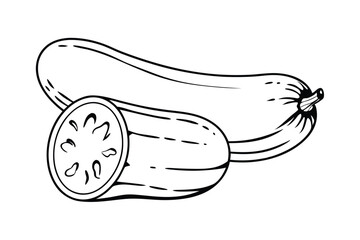 Wax Gourd Vegetable Vector Illustration Isolated on White Background

