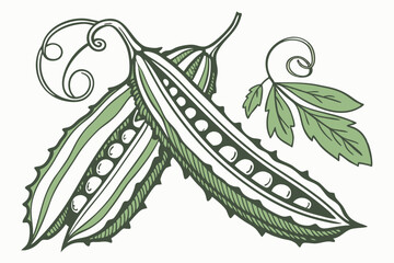 Winged Bean Vegetable Vector Illustration Isolated on White Background

