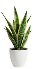 Sansevieria or Snake plant in white pot,  modern houseplant isolated on a transparent background