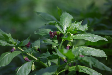 Scopolia. Henbane bell. Poisonous plant in spring forest. Scopolia carniolica, the European scopolia solanaceae family.