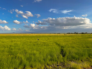 green field and blue sky