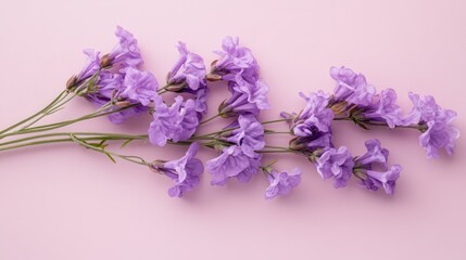 Lavender flowers arranged on pink background; spring floral design