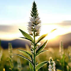 Beautiful flower blooming in a sunlit field surrounded by lush green grass and nature's beauty