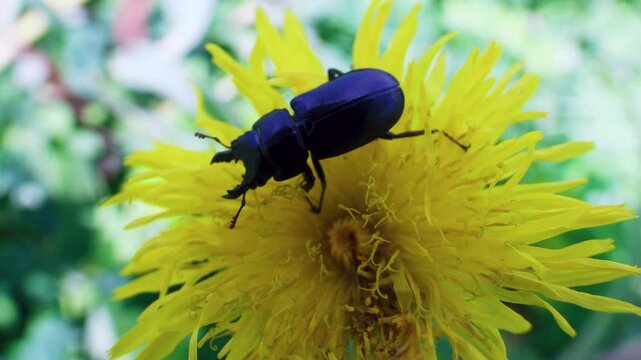 Lesser stag beetle Dorcus on southern Sakhalin in a deciduous forest. On groundsel