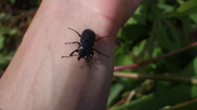 Lesser stag beetle Dorcus on southern Sakhalin in a deciduous forest. On the palm