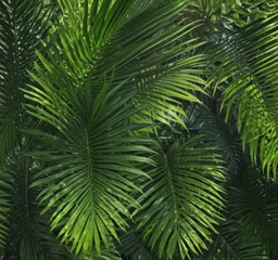 Vibrant green palm fronds, sunlight dappled, intricate leaf veins, photography, holiday, tropical plants