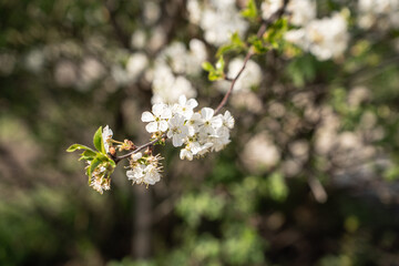 blossoming branches of a cherry tree on a blurred background