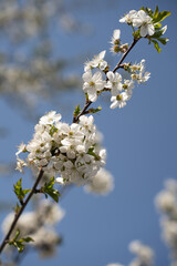 blossoming branches of a cherry tree against a bright blue sky