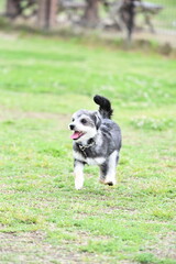 チワワとマルチーズのミックス犬