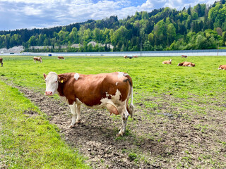 Close-up of a cow on an alpine pasture in a scenic rural landscape in Austria