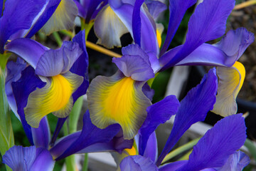 Iris hollandica xifium Miss Saigon 1