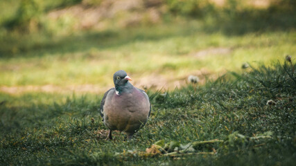 Gołąb,sierp&oacute;wka