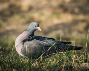 Gołąb,sierp&oacute;wka