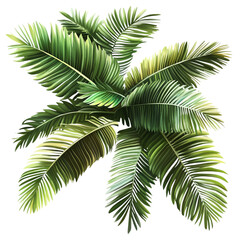 Palm tree leaves isolated on transparent background