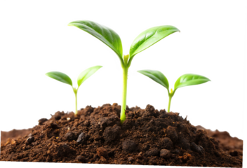 young plant sprouts growing from soil isolated on white background 
