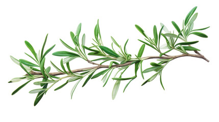 Naklejka premium Rosemary Branch on transparent background