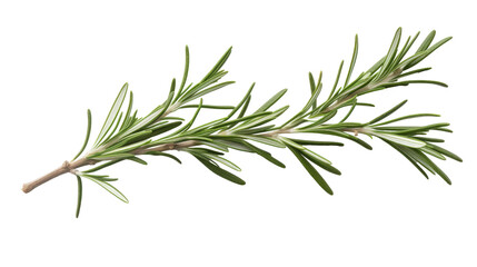 Obraz premium Rosemary Branch on transparent background