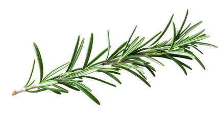Naklejka premium Rosemary Branch on transparent background