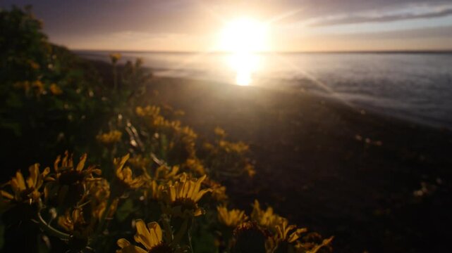 Sunset along wild coast of Sea of Japan. Sakhalin. A beach, ocean meadow, and lots of caddis fly. Far East, here begins night and day of extended Siberia. Sea is like maternity hospital for cyclones