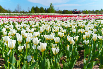 Fototapeta premium Vibrant Tulip Field with White, Pink, and Red Blooms Under Blue Sky