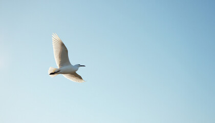 Fototapeta premium Graceful White Bird Soaring in Clear Blue Sky