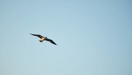 Obraz premium Graceful Bird Soaring in Clear Blue Sky