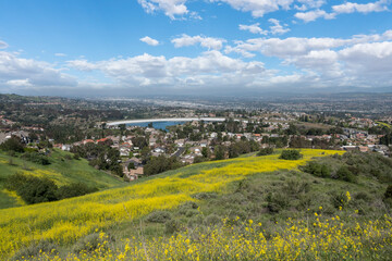 Spring wildflower hillside near the Anaheim Hills community in Orange County California.