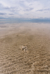 Animal remains crystallized with salt on the bottom of Lake Elton under a cloudy sky