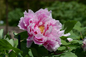 Fototapeta premium 島の藤 シャクヤク