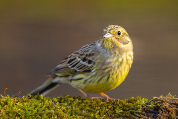 Trznadel (Emberiza citrinella) © Grzegorz