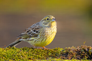 Trznadel (Emberiza citrinella) © Grzegorz