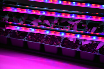 Plants seedlings flourish under the glow of LED grow lights.