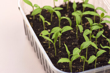 Plant seedlings bloom under natural light on a light background.