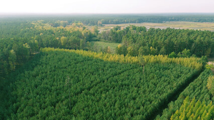 Aerial view of young green pine forest