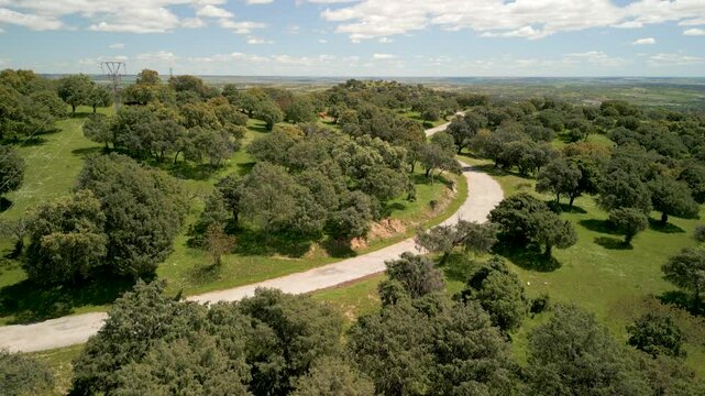 Flying Above A Forest By A Road At A Natural Park In Madrid