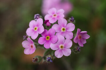 Close up of pink androsace flowers in the garden