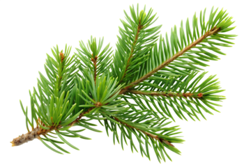 Fresh evergreen branch with vibrant needle foliage isolated on transparent background.