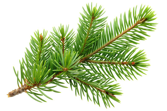 Fresh evergreen branch with vibrant needle foliage isolated on transparent background.