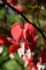 Lamprocapnos spectabilis, commonly known as bleeding heart or Asian bleeding heart