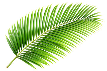 Obraz premium Vibrant green palm frond against a simple setting isolated on transparent background.