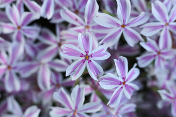 Fototapeta premium Phlox subulata, the creeping phlox, moss phlox, moss pink or mountain phlox, macro photo