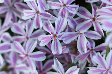 Phlox subulata, the creeping phlox, moss phlox, moss pink or mountain phlox, macro photo