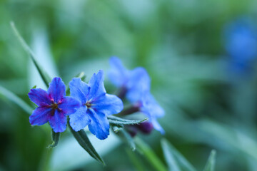 Aegonychon purpurocaeruleum, commonly known as the purple gromwell ,macro photo