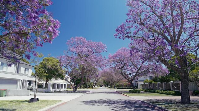 Serene spring street features blooming jacaranda trees, their purple flowers forming a stunning canopy against the blue sky