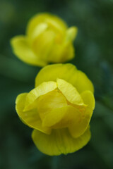 beautiful yellow Trollius europaeus, the globeflower, in the garden