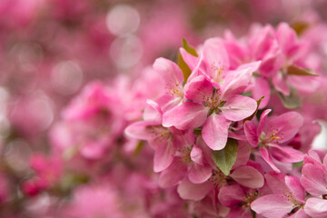 Pink blossoming apple tree close-up. Background with a blossoming. Pink Banner