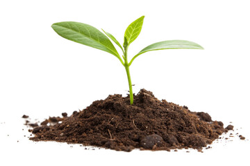 young seedling plant growing from soil isolated on white or transparent png