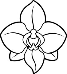 orchid flower vector illustration